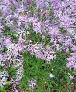 BIO Prachtanjer – Dianthus superbis
