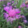 BIO Knoopkruid - Centaurea jacea