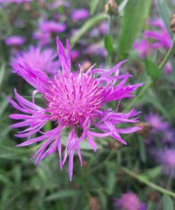 BIO Knoopkruid - Centaurea jacea