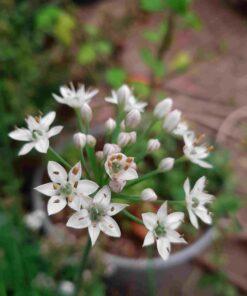BIO Knoflook bieslook - Allium tuberosum