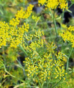BIO Venkel - Foeniculum vulgare