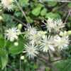 BIO Bosrank - Clematis vitalba