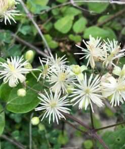 BIO Bosrank - Clematis vitalba