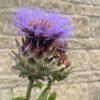 BIO Kardoen - Cynara cardunculus ssp. Flavescens