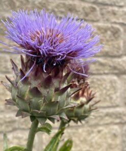 BIO Kardoen - Cynara cardunculus ssp. Flavescens
