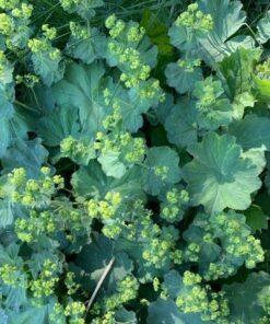 BIO Geelgroene vrouwenmantel - Alchemilla xanthochlora
