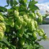 BIO Hop - Humulus lupulus