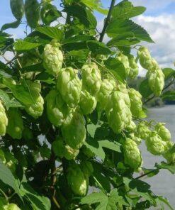 BIO Hop - Humulus lupulus