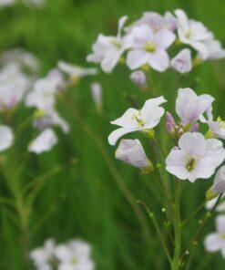 BIO Pinksterbloem - Cardamime pratensis