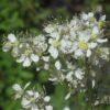 BIO Knolspirea – Filipendula vulgaris