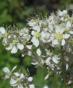 BIO Knolspirea – Filipendula vulgaris