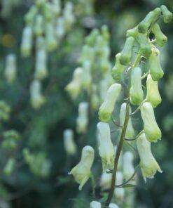 BIO Gele monnikskap - Aconitum vulparia