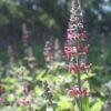 BIO Bosandoorn - Stachys sylvatica