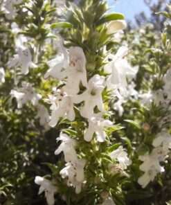 BIO Bergbonenkruid - Satureja montana