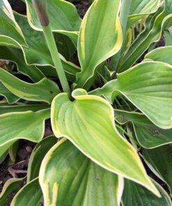BIO Hartlelie Wide Brim – Hosta wild brim