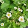 BIO Bosaardbei - Fragaria Vesca