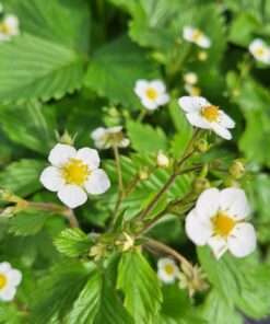 BIO Bosaardbei - Fragaria Vesca