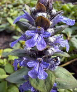 BIO Kruipend zenegroen - Ajuga reptans