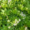 BIO Lievevrouwebedstro - Galium odoratum Sweet woodruff asperula
