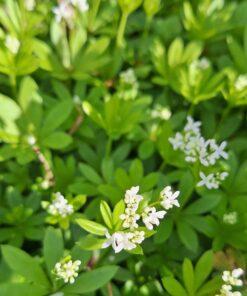 BIO Lievevrouwebedstro - Galium odoratum Sweet woodruff asperula