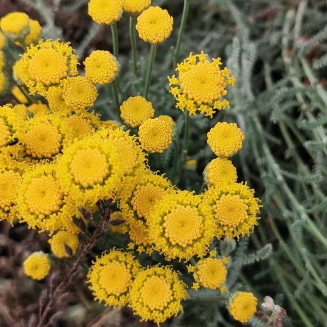 BIO Heiligenbloem - Santolina chamaecyparissus ssp. Tomentosa - Afbeelding 2