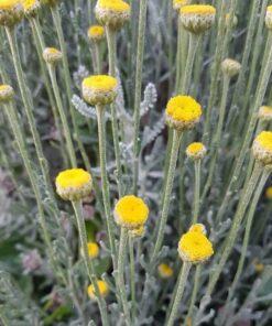 BIO Heiligenbloem - Santolina chamaecyparissus ssp. Tomentosa