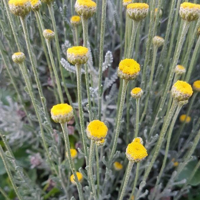 BIO Heiligenbloem - Santolina chamaecyparissus ssp. Tomentosa