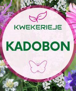 Digitale Kadobon voor besteding in de webshop