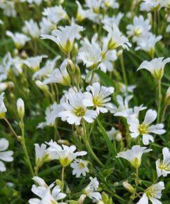 BIO Akkerhoornbloem - Cerastium arvense