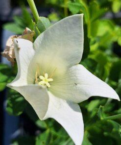 BIO Ballonklokje 'Fuji White' - Platycodon grandiflorus 'Fuji White'