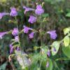 BIO Bergsteentijm - Clinopodium menthifolium