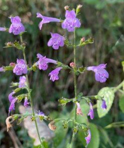 BIO Bergsteentijm - Clinopodium menthifolium