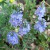 BIO Brede ereprijs - Veronica austriaca subsp. Teucrium