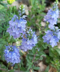 BIO Brede ereprijs - Veronica austriaca subsp. Teucrium