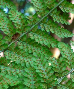 BIO Brede stekelvaren - Dryopteris dilatata