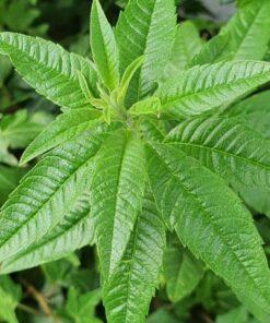 BIO Citroenverbena - Aloysia citriodora