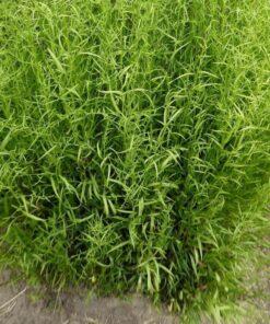 BIO Dragon - Artemisia dracunculus