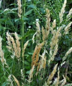 BIO Gewoon reukgras - Anthoxanthum odoratum