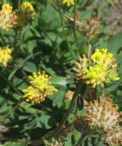 Bio Wondklaver - Anthyllis vulneraria