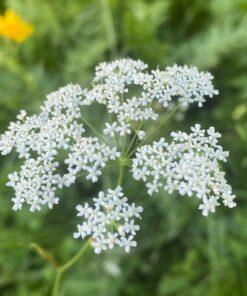 BIO Kleine bevernel - Pimpinella saxifraga