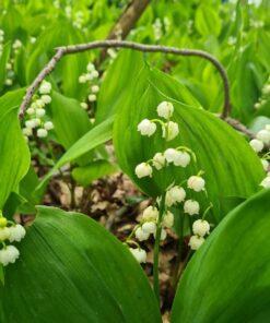 BIO Lelietje van Dalen – Convallaria majalis