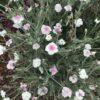 BIO Prikneus Angel’s Blush – Lychnis coronaria 'Angel's Blush'