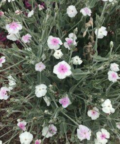 BIO Prikneus Angel’s Blush – Lychnis coronaria 'Angel's Blush'