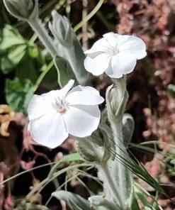 BIO Prikneus Alba – Lychnis coronaria 'Alba'