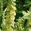 BIO Valse salie – Teucrium scorodonia
