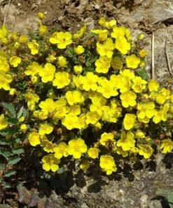 BIO Voorjaarsganzerik – Potentilla verna