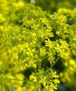 BIO Wede – Isatis tinctoria