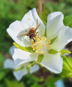 BIO Wijnblad - Kitaibelia vitifolia