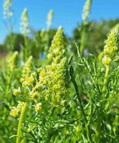 BIO Wilde reseda - Reseda lutea