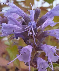 BIO Dropplant 'Korean Zest' - Agastache rugosa 'Korean Zest'